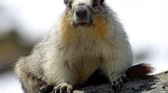 Степски или алпски терен